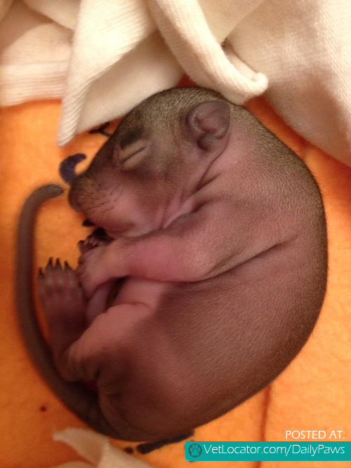baby-squirrel-found-in-a-bag-of-mulch-02