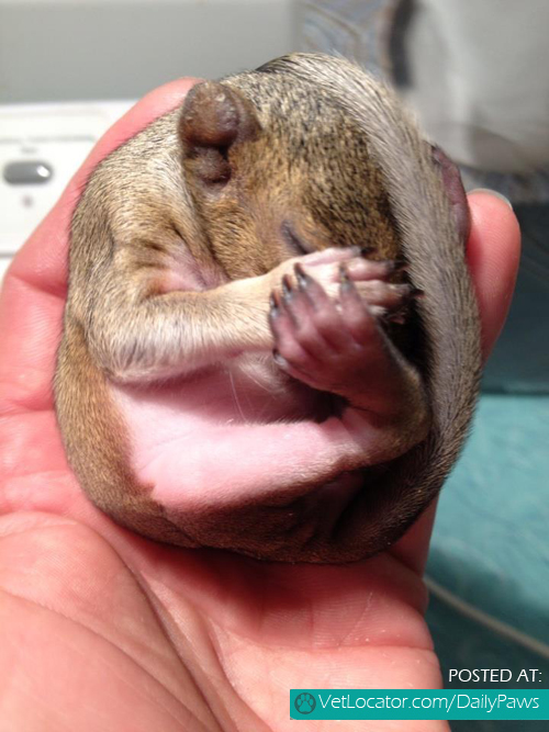 baby-squirrel-found-in-a-bag-of-mulch-04