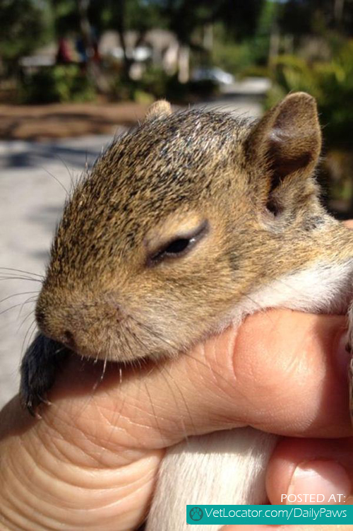 baby-squirrel-found-in-a-bag-of-mulch-05