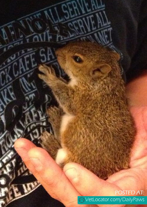 baby-squirrel-found-in-a-bag-of-mulch-06