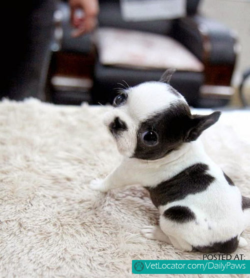 Baby Boston terrier