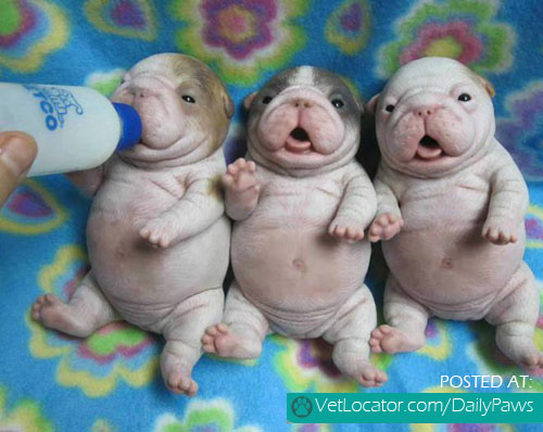 Little-fat-puppies.