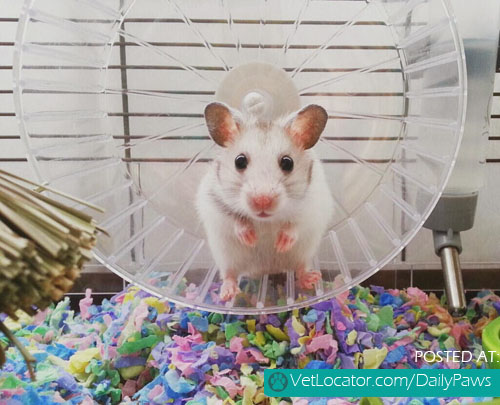 White mice on wheel