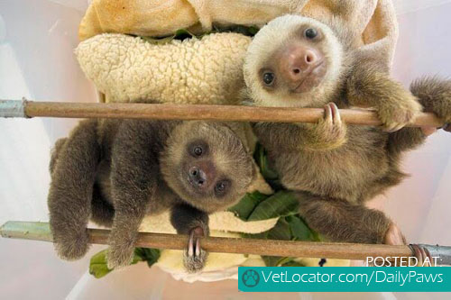 adorable-Two-toed-sloth