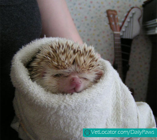 adorable-animals-wrapped-like-burritos-02