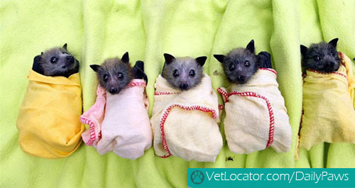 adorable-animals-wrapped-like-burritos-06
