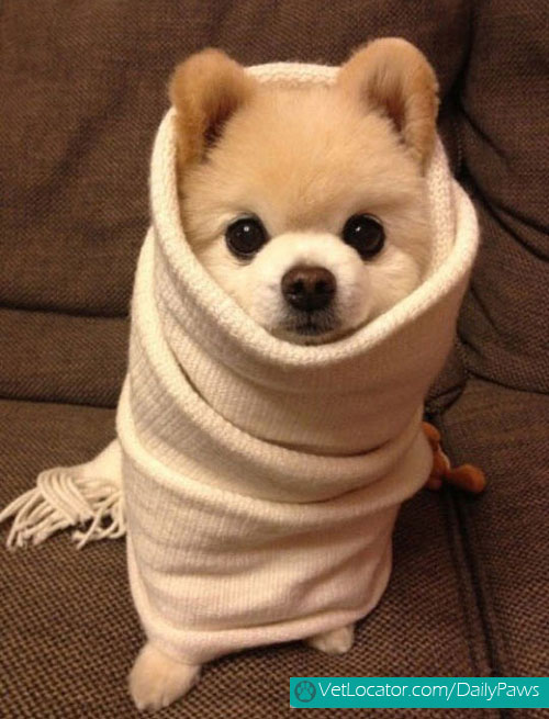 adorable-animals-wrapped-like-burritos-07