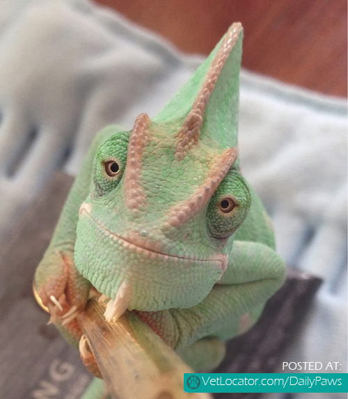 beautiful chameleon