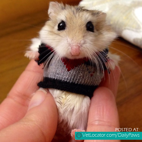 hamster-in-a-sweater