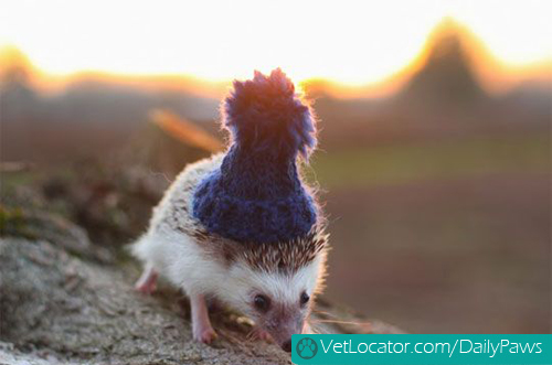hedgehog-with-hat-01