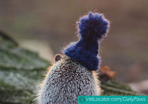 hedgehog-with-hat-02