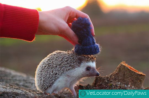 hedgehog-with-hat-03