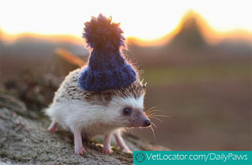 hedgehog-with-hat-04