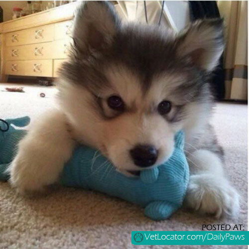 malamute puppy