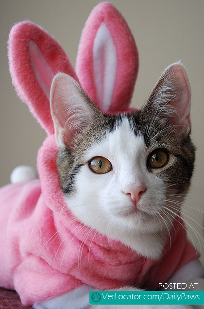 Easter-cat