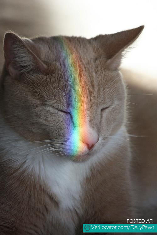 See Rainbows