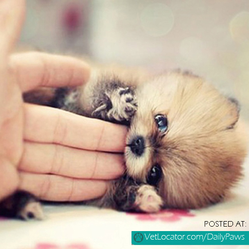 Baby red panda