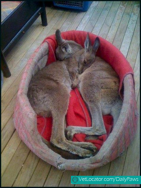 Cuddling baby kangaroos