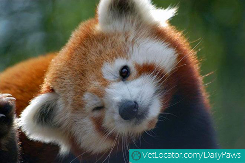 Cute-Red-Panda-01