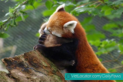 Cute-Red-Panda-03