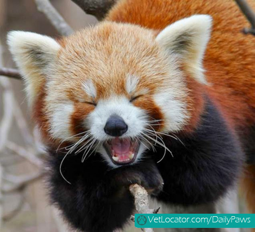 Cute-Red-Panda-04