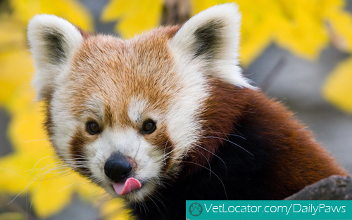 Cute-Red-Panda-05