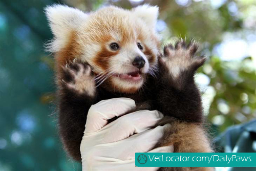 Cute-Red-Panda-06