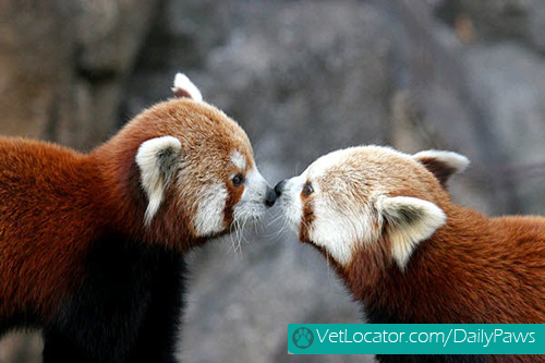 Cute-Red-Panda-07