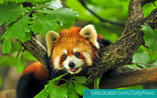 Cute-Red-Panda-09