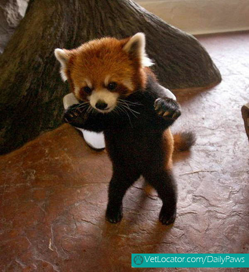 Cute-Red-Panda-10