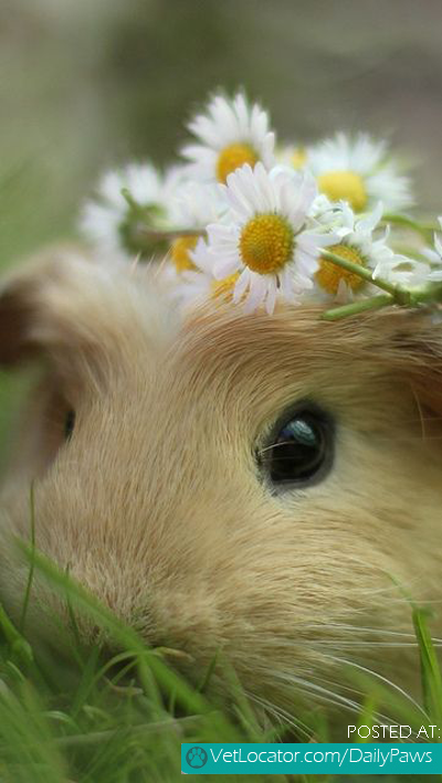 Guinea Pig and daisies