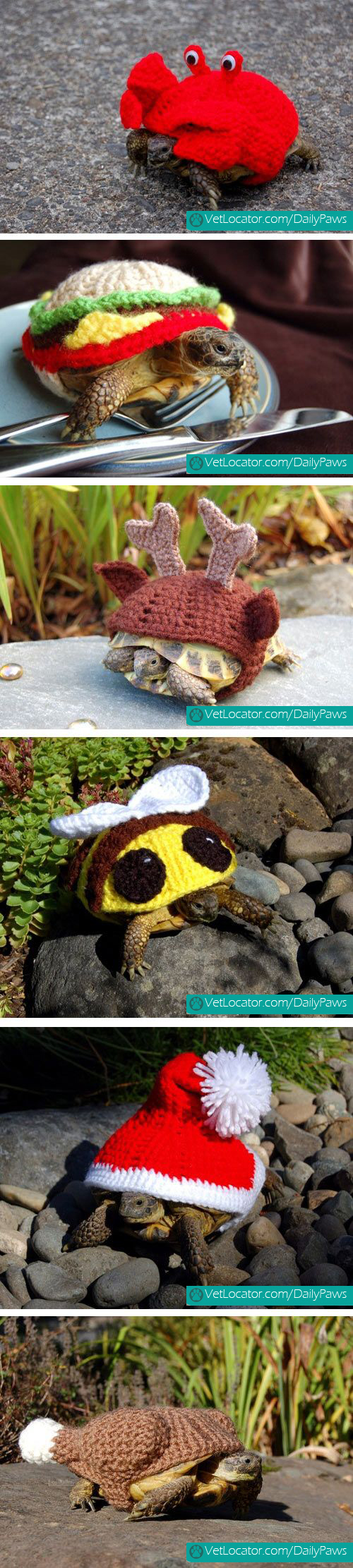 tortoise-wool-cozies-knitted-costume