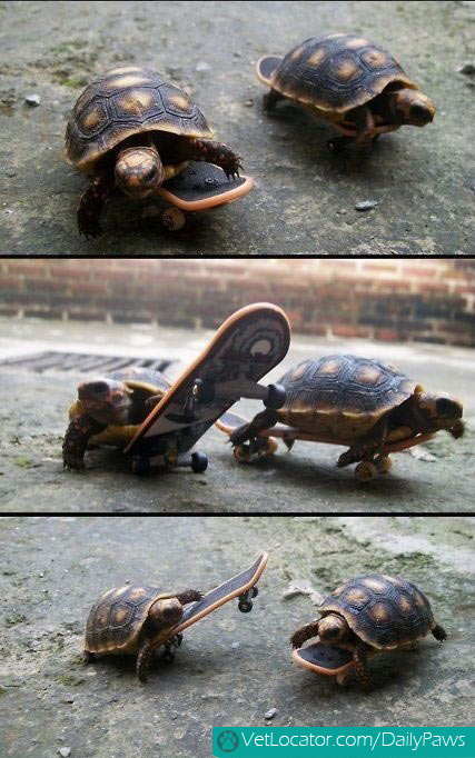 tortoises skateboarding.
