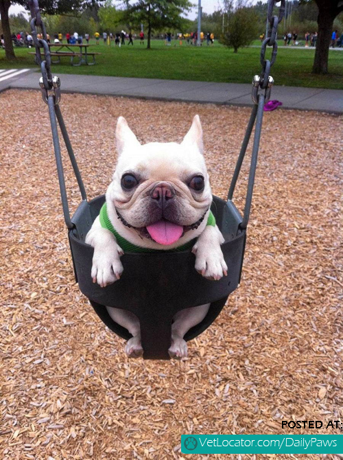 Happy Pug in swing
