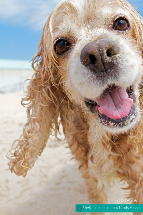 So adorable and happy dog