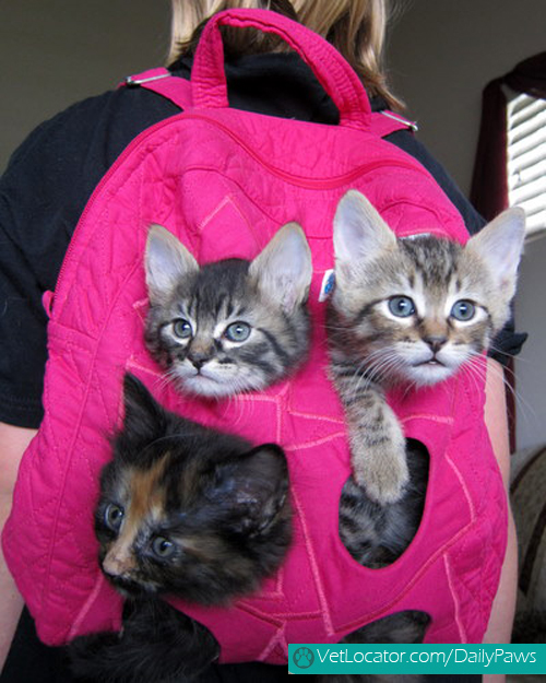 adorable-back-to-school-pets1