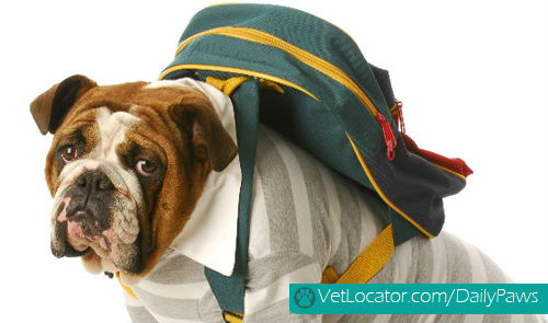 adorable-back-to-school-pets3
