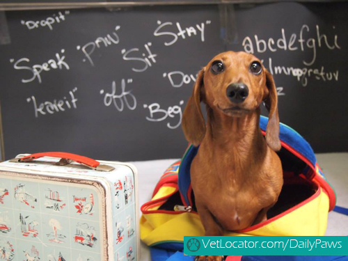 adorable-back-to-school-pets4