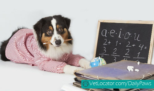 adorable-back-to-school-pets6