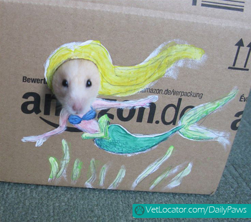 dress-up-hamster