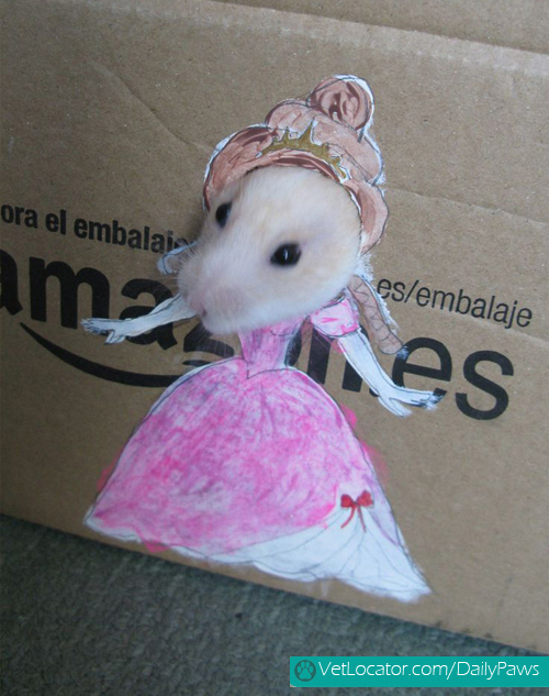 dress-up-hamster2