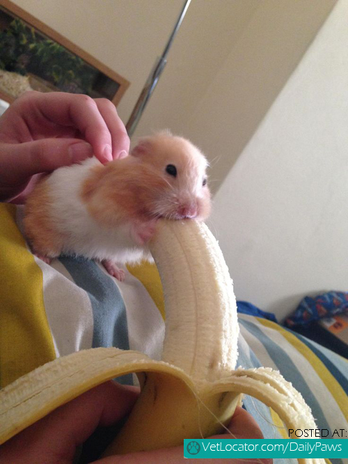 hamster eating a banana