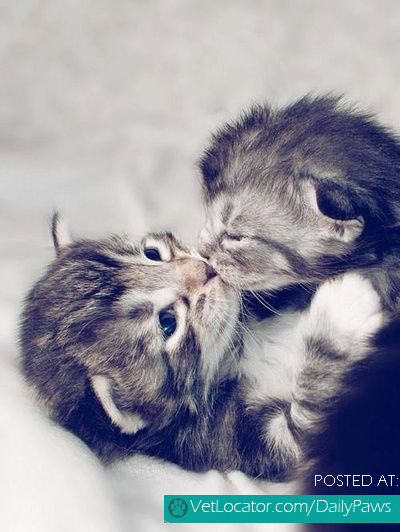 kitten kiss