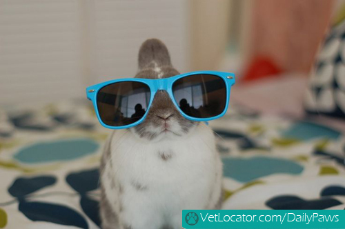 Hipster bunny