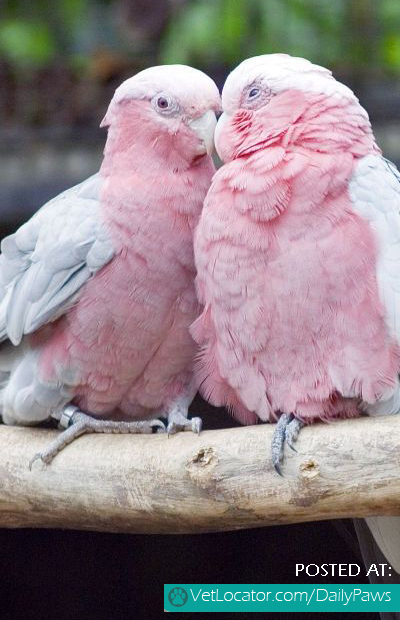 Lovely parrots