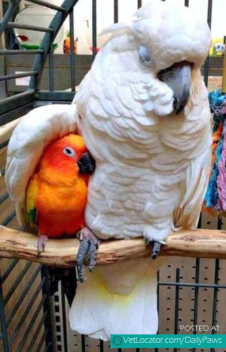 Parrots Showing Love