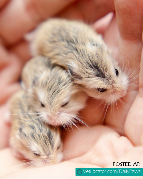 a handful of hamsters