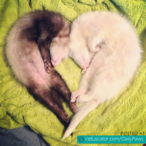 ferret love