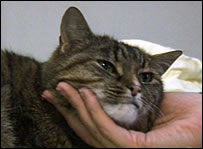 Cat thyroid disease linked to chemicals