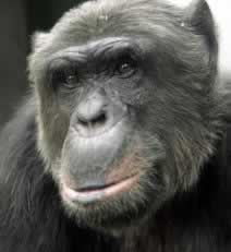 Chimp